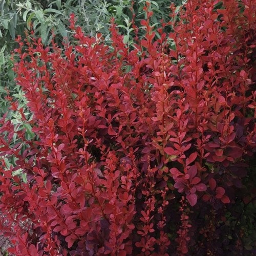 Berberis thunbergii 'Red Pillar' - Thunbergi kukerpuu 'Red Pillar' C3/3L